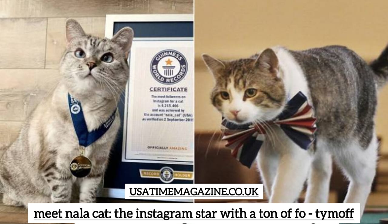 Meet Nala Cat: The Instagram Star with a Ton of Followers - Tymoff