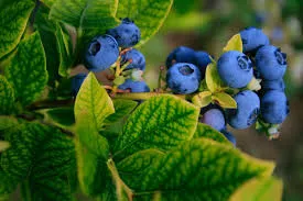 Freeze-Dried Canadian Wild Blueberry Powder Vaccinium angustifolium