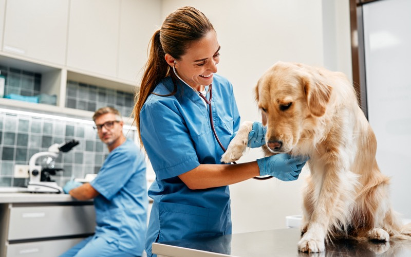The Importance Of Preventive Care In Veterinary Hospitals